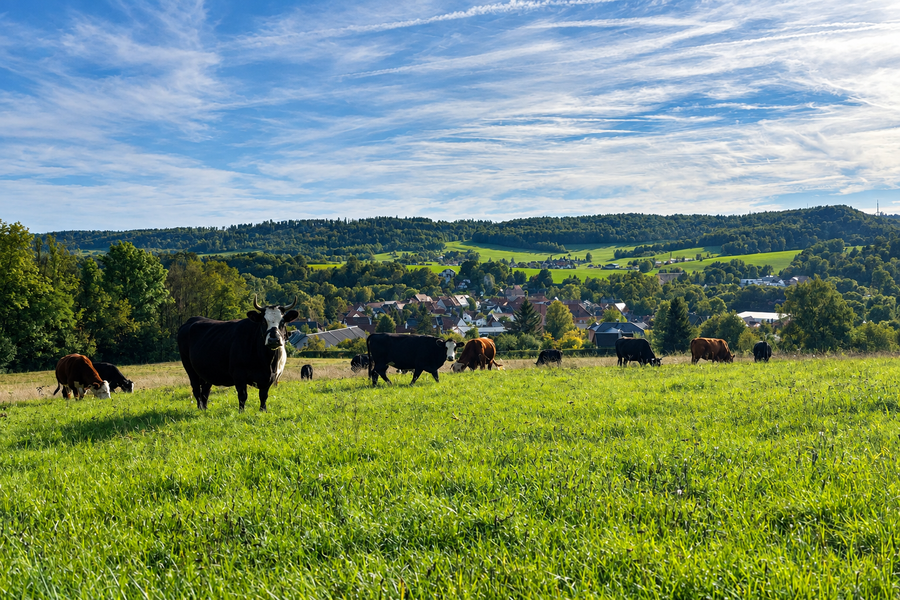 Der Gut-Hof-Gruber Bauernhof